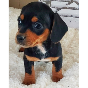 Dachshund Puppy Olivia