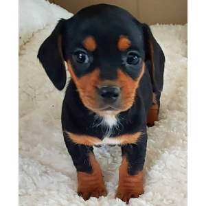 Dachshund Puppy Olivia