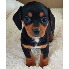 Dachshund Puppy Olivia