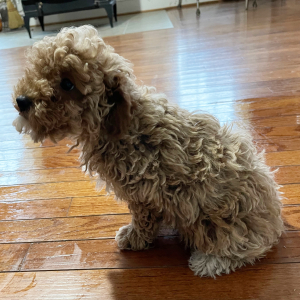 Poodle Puppy Teddy