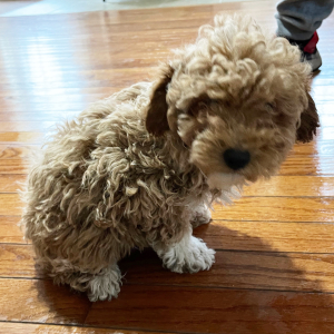 Poodle Puppy Teddy