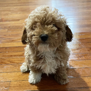Poodle Puppy Teddy