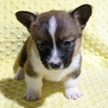 Pembroke Welsh Corgi Puppy Wilder