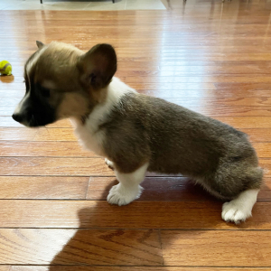 Pembroke Welsh Corgi Puppy Wilder