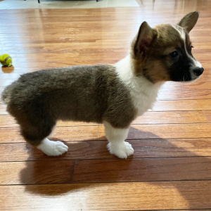 Pembroke Welsh Corgi Puppy Wilder
