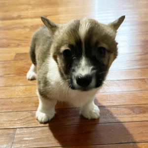 Pembroke Welsh Corgi Puppy Wilder