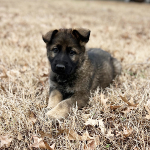 German Shepherd Dog Puppy Rolo