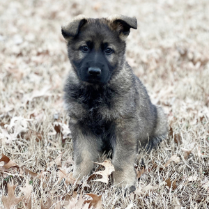 German Shepherd Dog Puppy Rolo