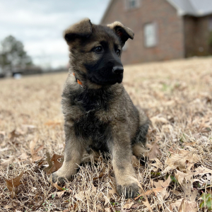 German Shepherd Dog Puppy Rolo