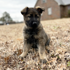 German Shepherd Dog Puppy Rolo