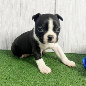 Boston Terrier Puppy Larry