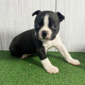Boston Terrier Puppy Larry