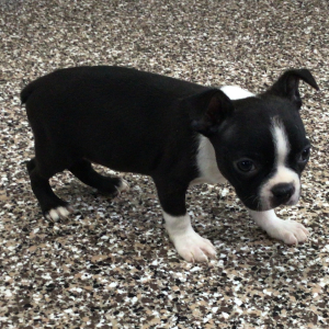 Boston Terrier Puppy Larry