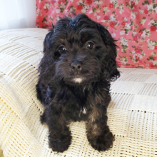 Cavapoo Puppy Boston
