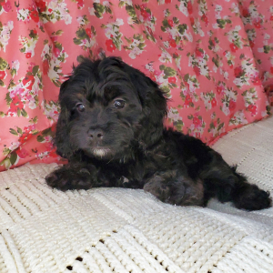 Cavapoo Puppy Boston