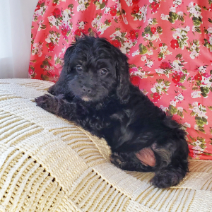 Cavapoo Puppy Boston
