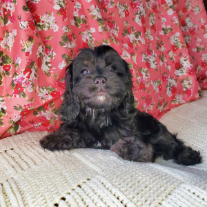 Cavapoo Puppy Boston