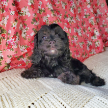 Cavapoo Puppy Boston