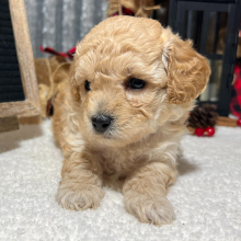 Poodle Puppy Emilio