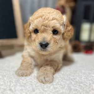 Poodle Puppy Emilio
