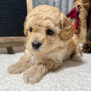 Poodle Puppy Emilio