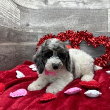 Poodle Puppy Austin