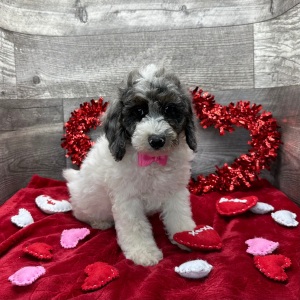 Poodle Puppy Austin