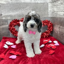 Poodle Puppy Austin