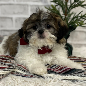 Shih Tzu Puppy Junie
