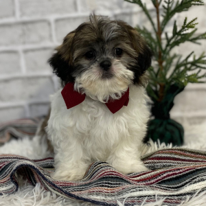 Shih Tzu Puppy Junie