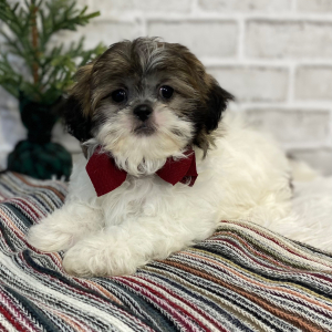 Shih Tzu Puppy Junie