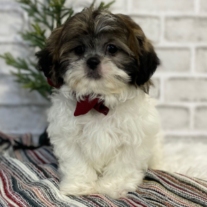 Shih Tzu Puppy Junie