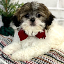 Shih Tzu Puppy Junie