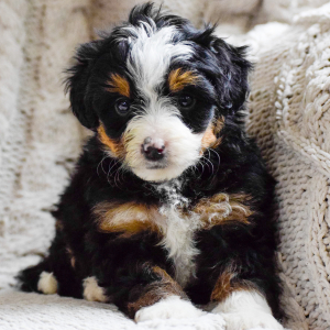 Bernedoodle Puppy Maverick