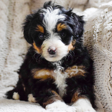 Bernedoodle Puppy Maverick