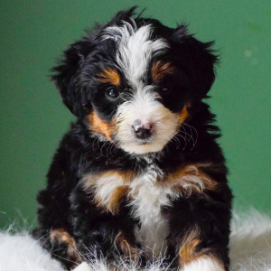 Bernedoodle Puppy Maverick