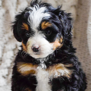 Bernedoodle Puppy Maverick