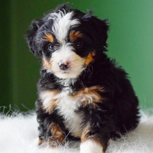 Bernedoodle Puppy Maverick