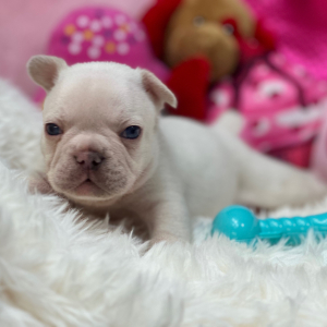 French Bulldog Puppy Platinum Chanel