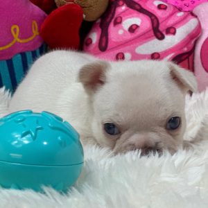 French Bulldog Puppy Platinum Chanel