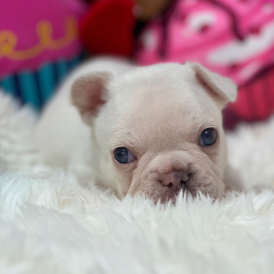 French Bulldog Puppy Platinum Chanel