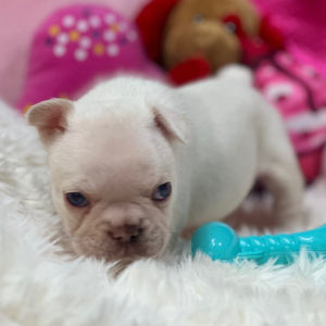 French Bulldog Puppy Platinum Chanel