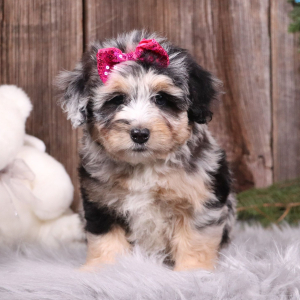 Aussiedoodle Puppy Evelynn