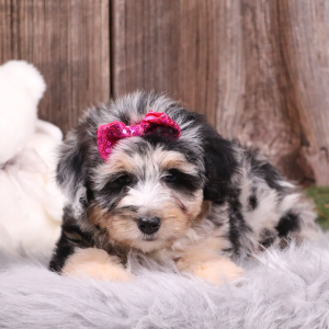Aussiedoodle Puppy Evelynn