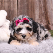 Aussiedoodle Puppy Evelynn