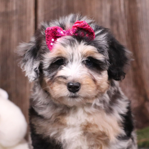 Aussiedoodle Puppy Evelynn