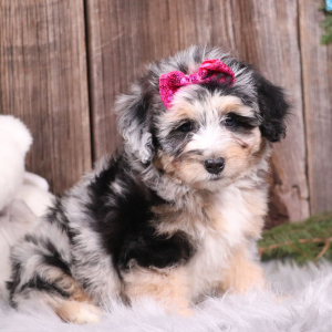 Aussiedoodle Puppy Evelynn