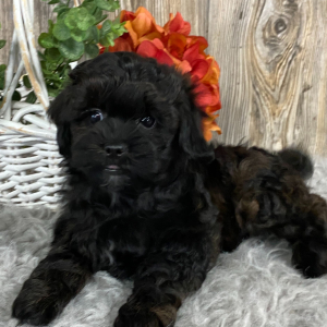 Shihpoo Puppy Kaiden