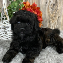 Shihpoo Puppy Kaiden