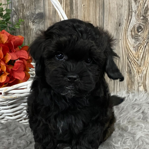 Shihpoo Puppy Kaiden